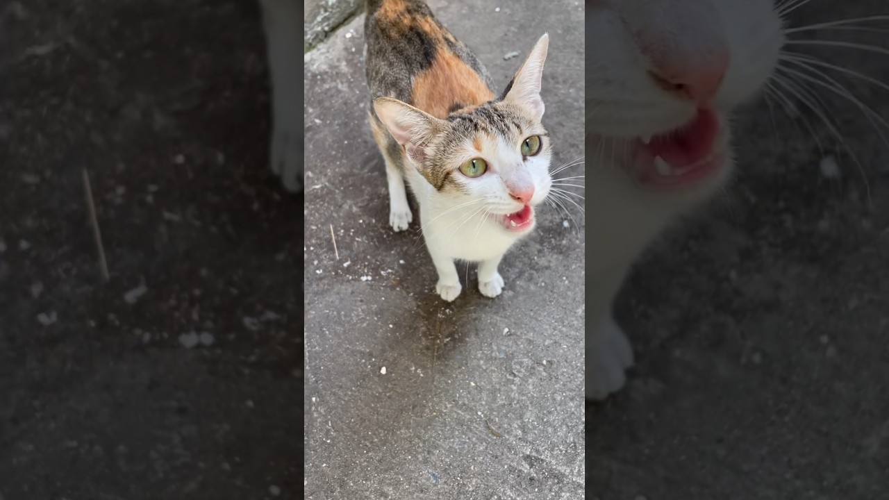 Mèo kêu meo meo