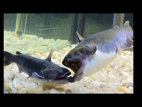 Moby Eats His Girlfriend!