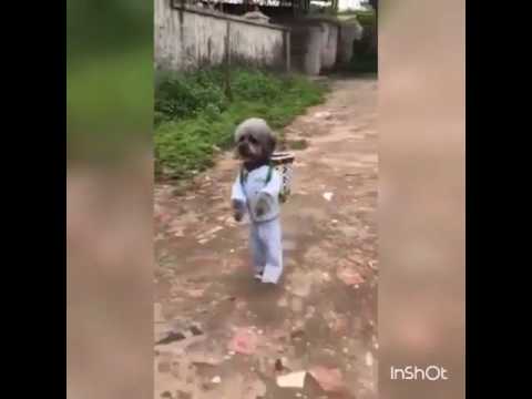 Mocuzeler