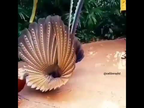 Mocuzeler