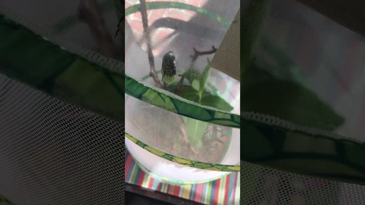 Monarch Caterpillar Forming a Chrysalis