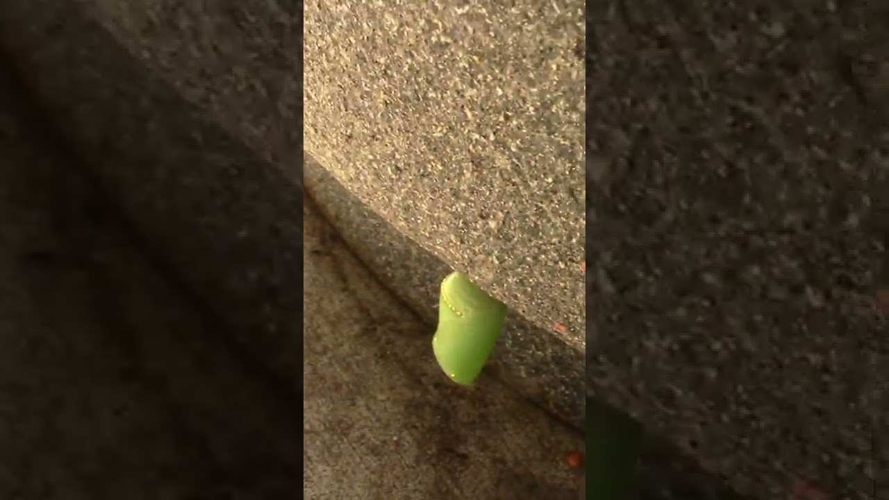 Monarch Chrysalis In Bad Place (Sad Ending)!  #Shorts 😬