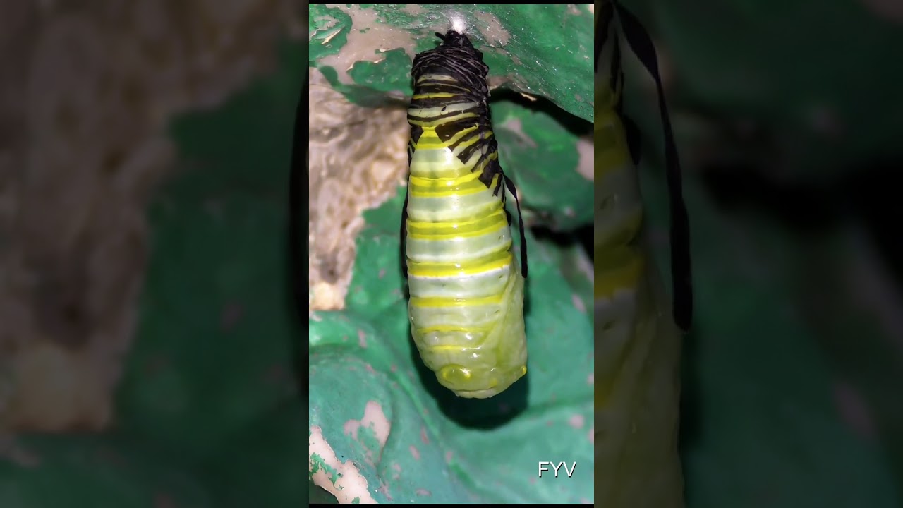 Monarch Pupa Dance FYV