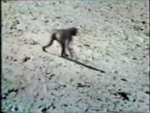 Monkey Trap - Africa