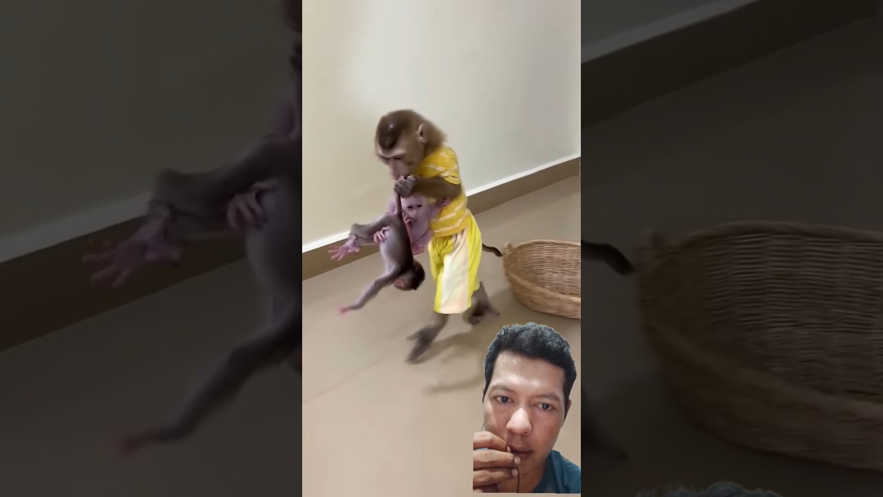 Monyet dan dua bayi # #monkey #babymonkey #animals #cute #hewan #lucu #shorts #hiburan #shortvideo