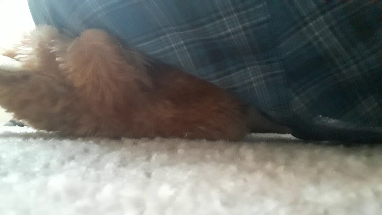 More teddy bear farts
