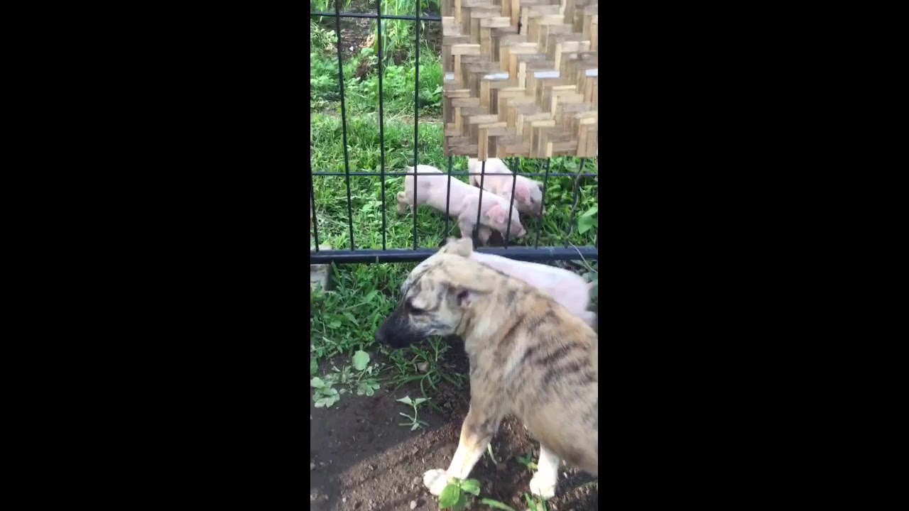 MORENA KAYE | Mother of 2👫, 3🐶 & 🐷🐷🐷