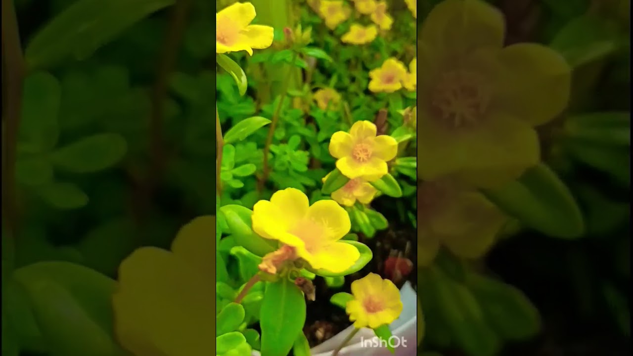 #MossRose #Gardening 🌿 #Shorts #Sonia Gupta