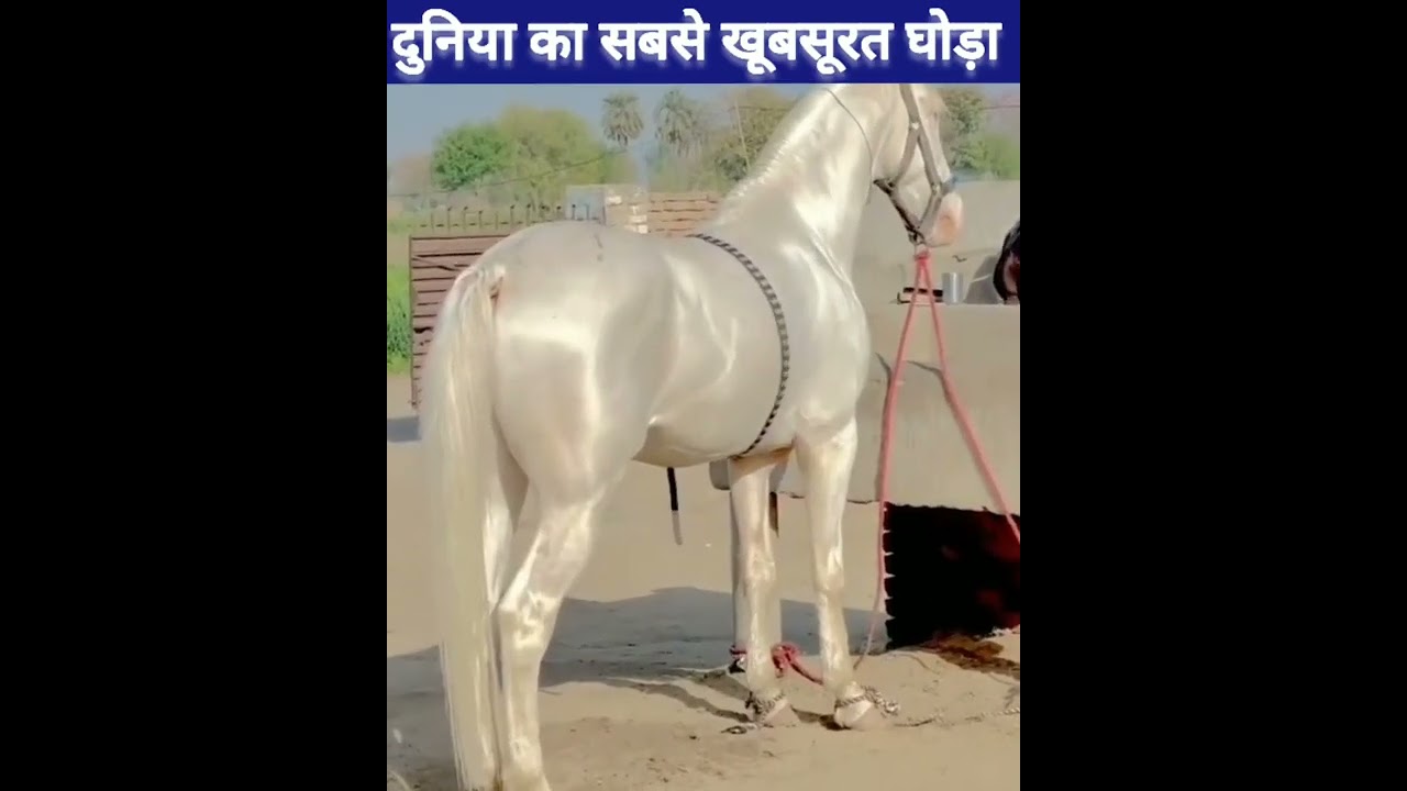 Most beautiful horses in the world #beautyfulhoursintheworld #hours #horse