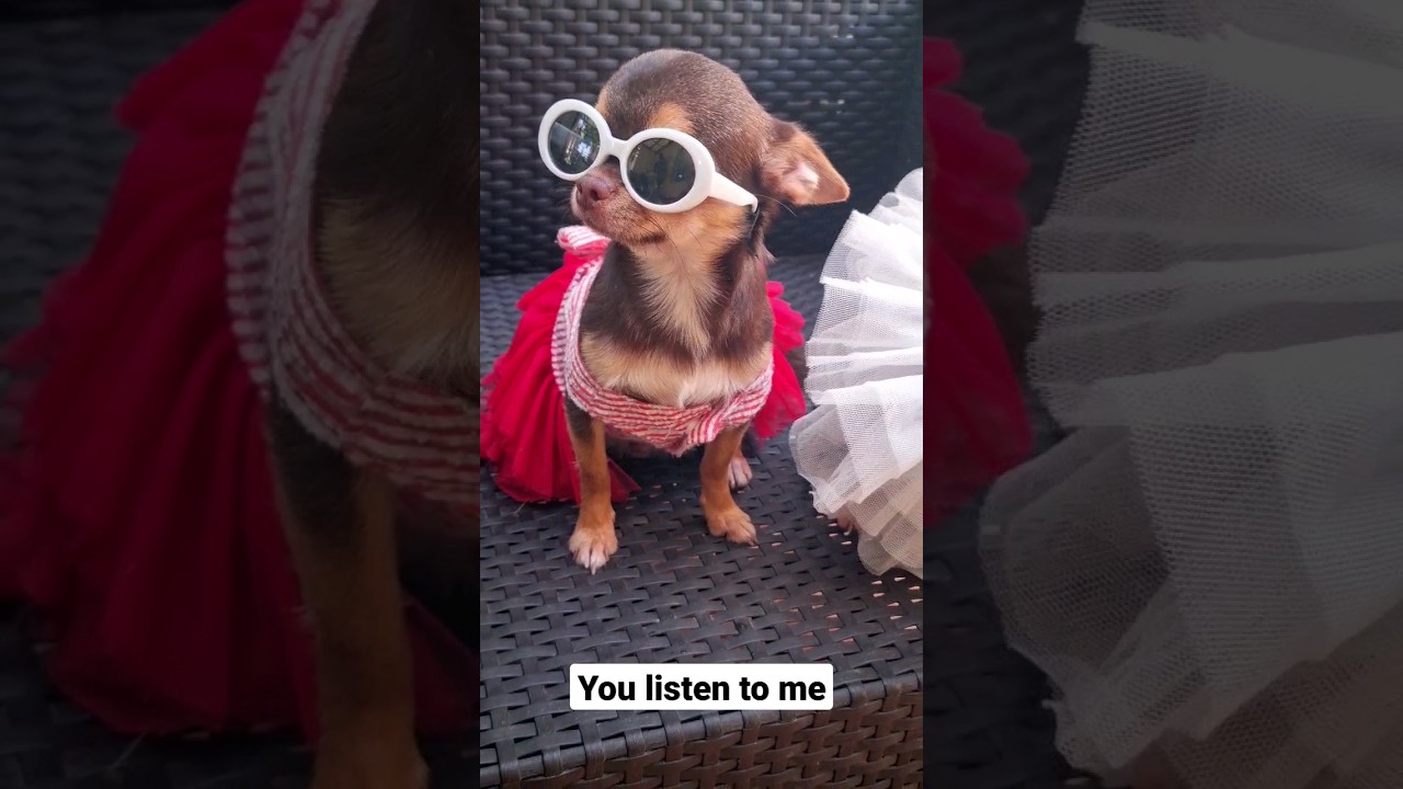 Mother | You listen to me 🐶 #dog #tiktok #cute #chihuahua #tiktokviral #shorts
