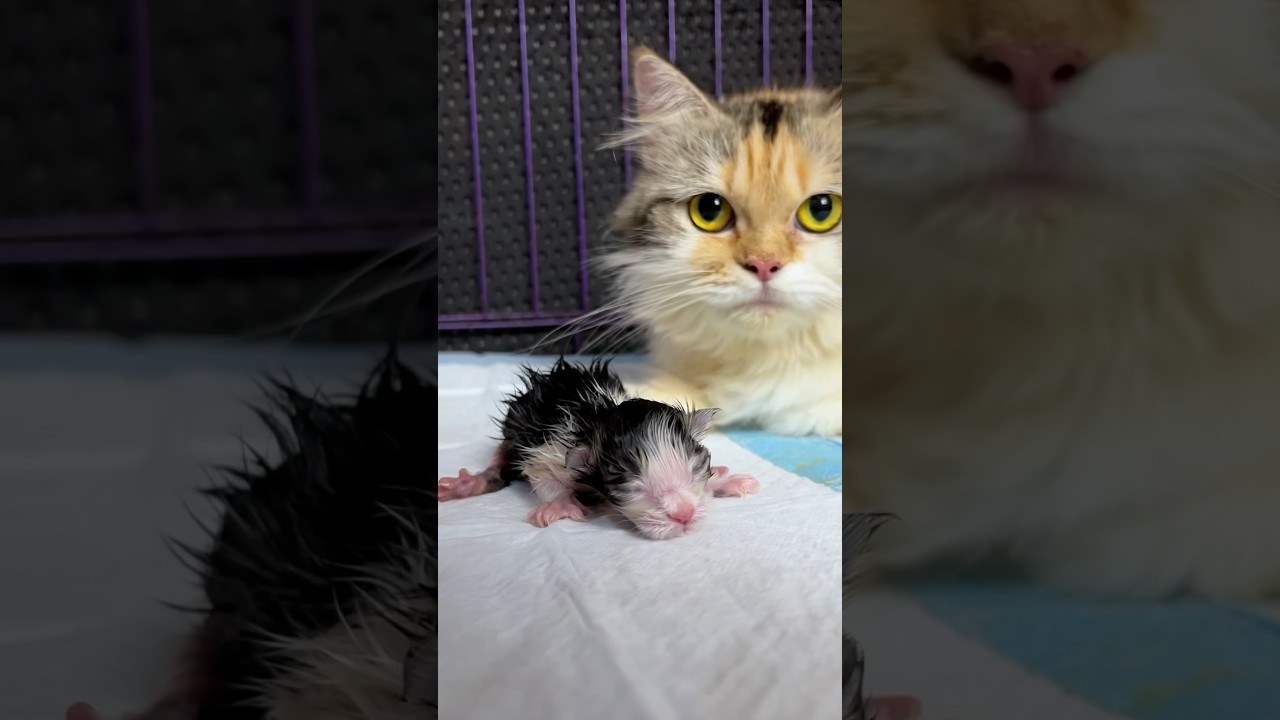 Mother cat brith to very cute baby cats #kitten #cat #cutecat #babycat
