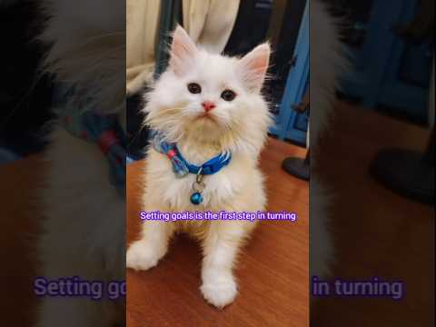 Motivational cat #shorts