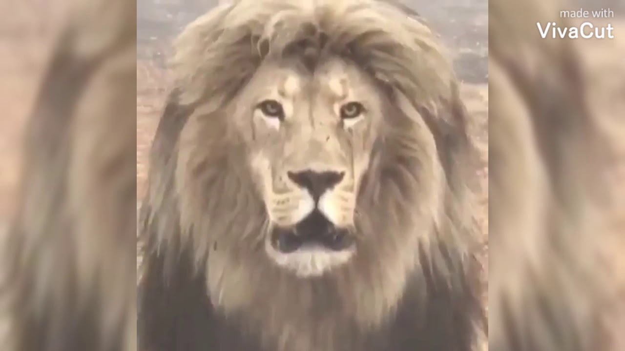 Muazzam Aslan Sesi