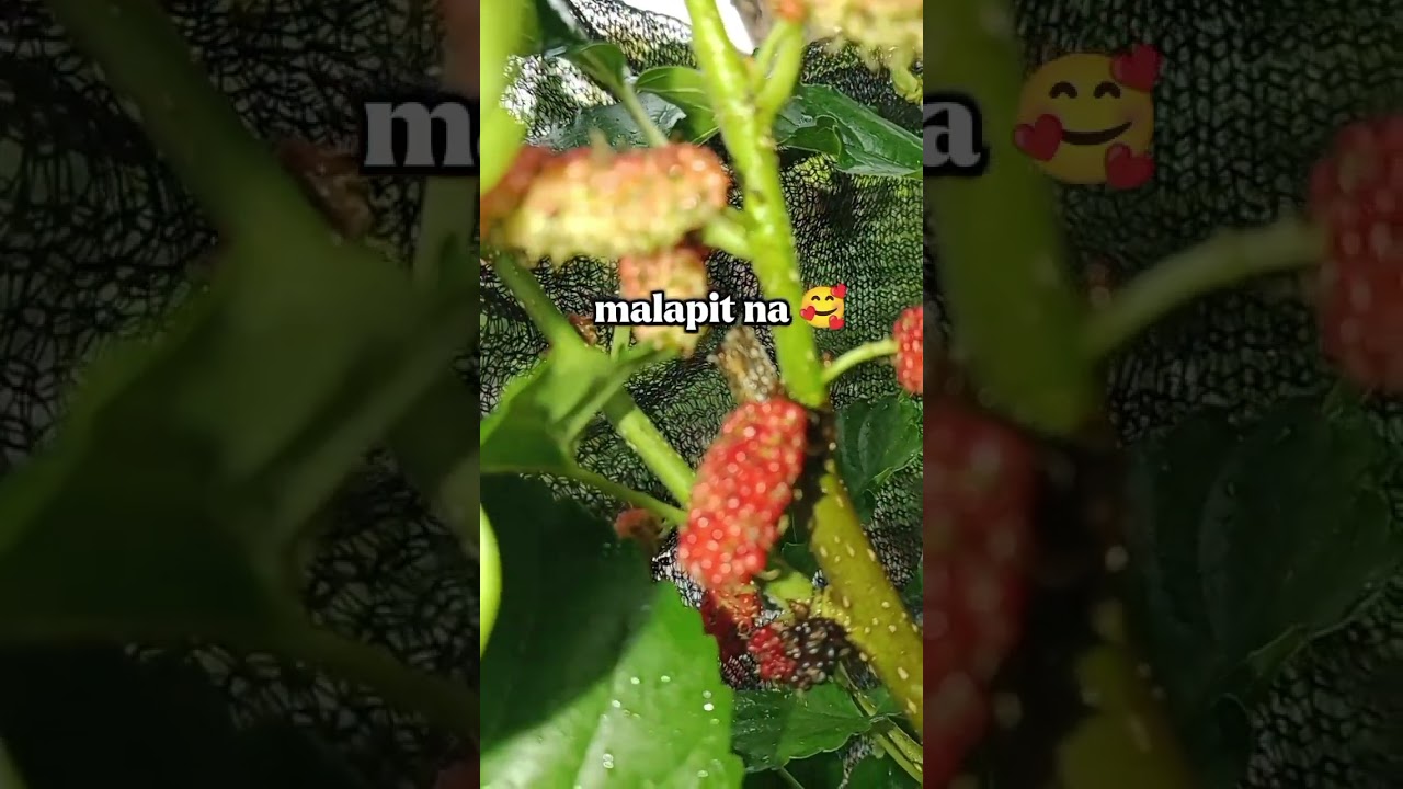 mulberry jam is waiving (mulberry Illinois variety)#highlights #mulberry