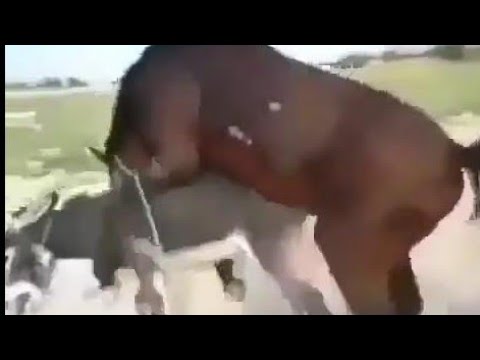 Murrah horse and donkey mating||horse power||super horse power||horse breeding June 05,2025