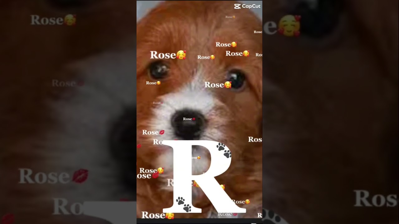 My bby rose🌹