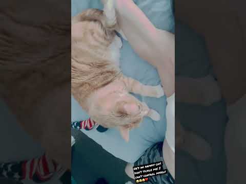 My cat’s favorite body parts? Armpits. #mycat #tickled  #catloversclub #ilovemycat