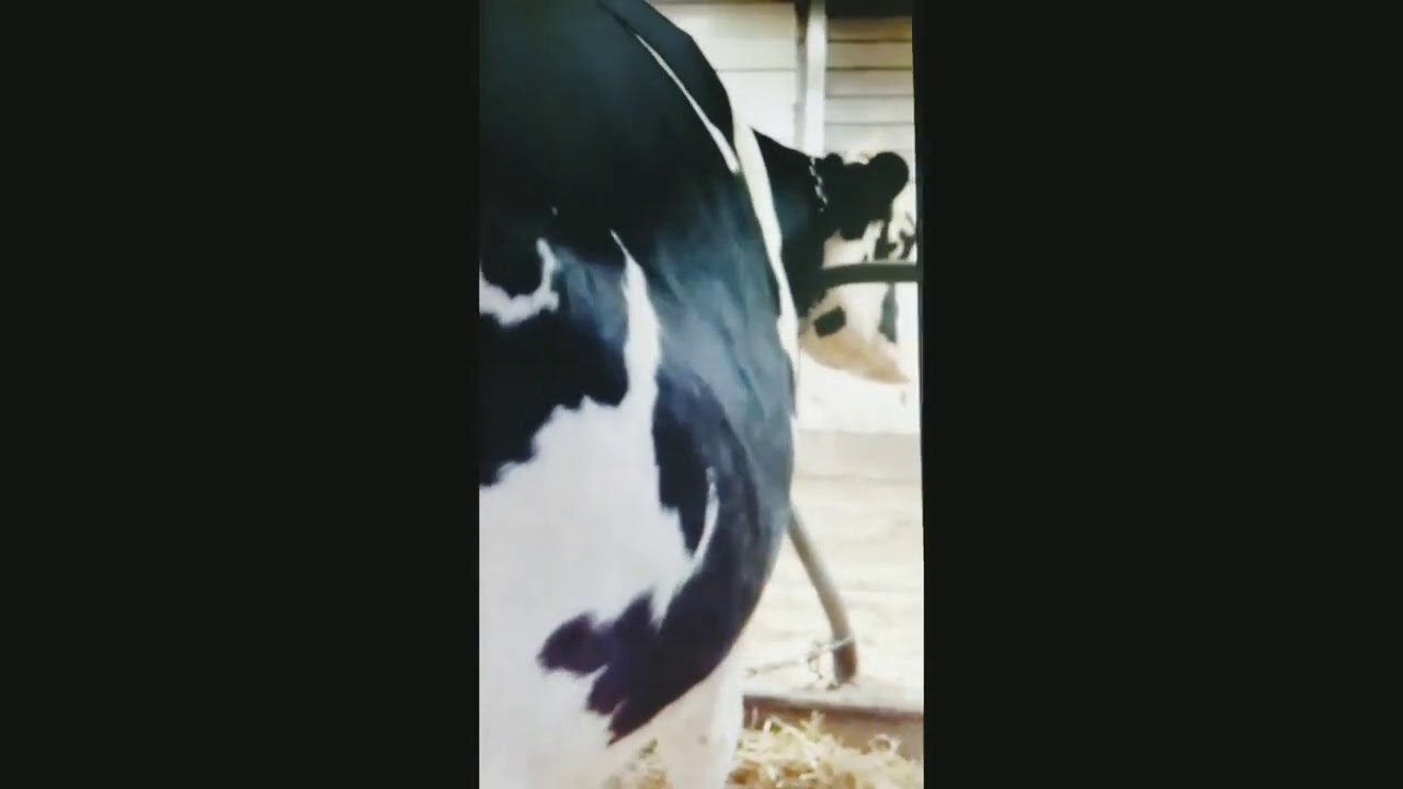 My cow swalloed the sceptili