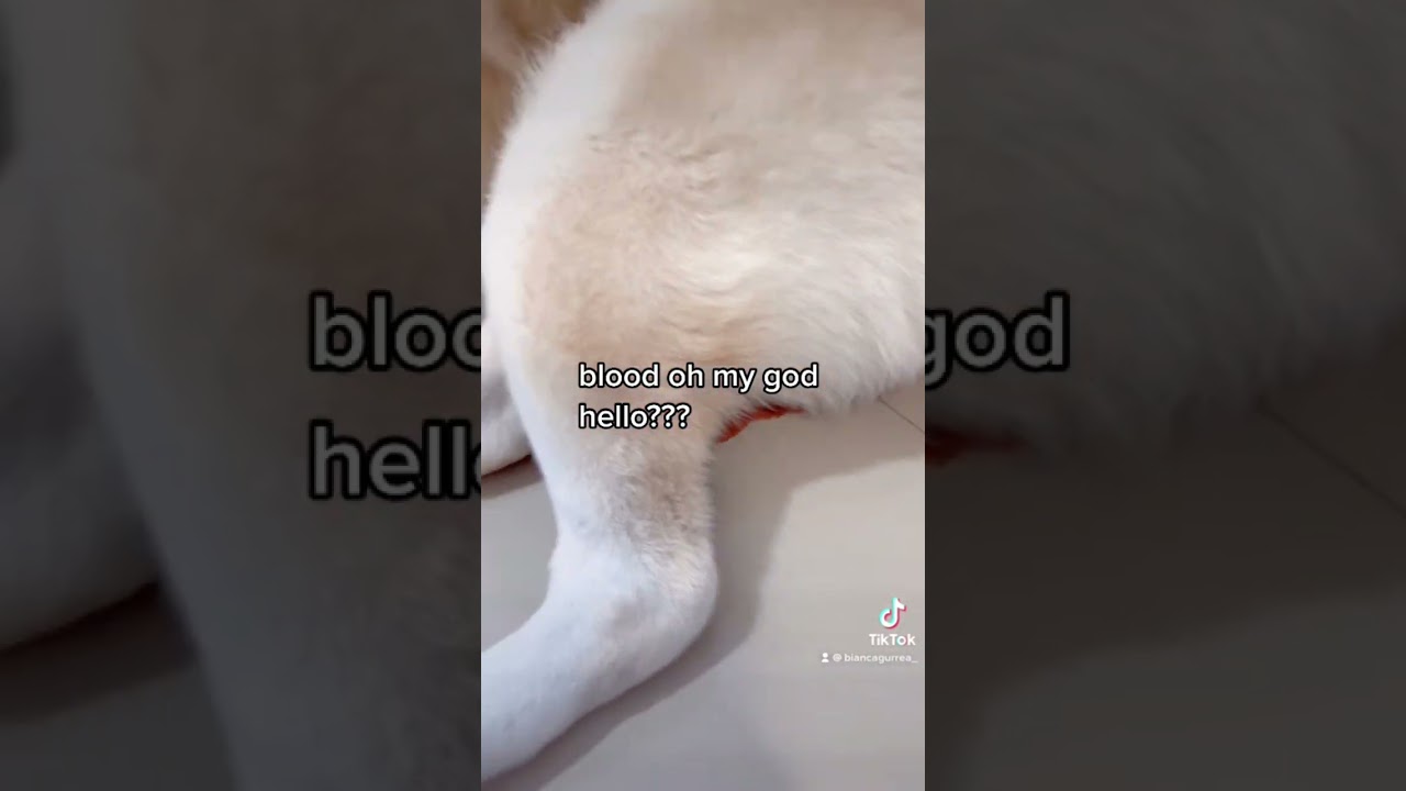 My dog is on her period again. Lol! #viral #dog #blood