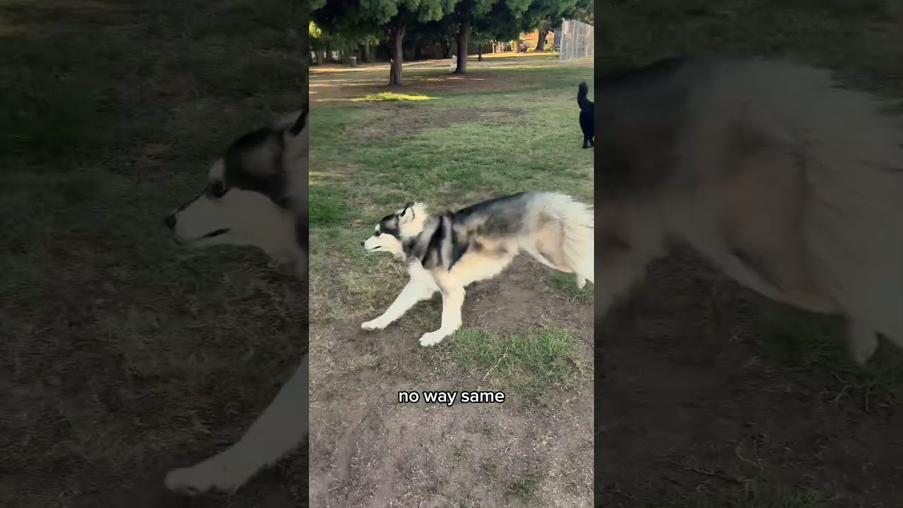 My guide dog met a blind dog 🦮🐶