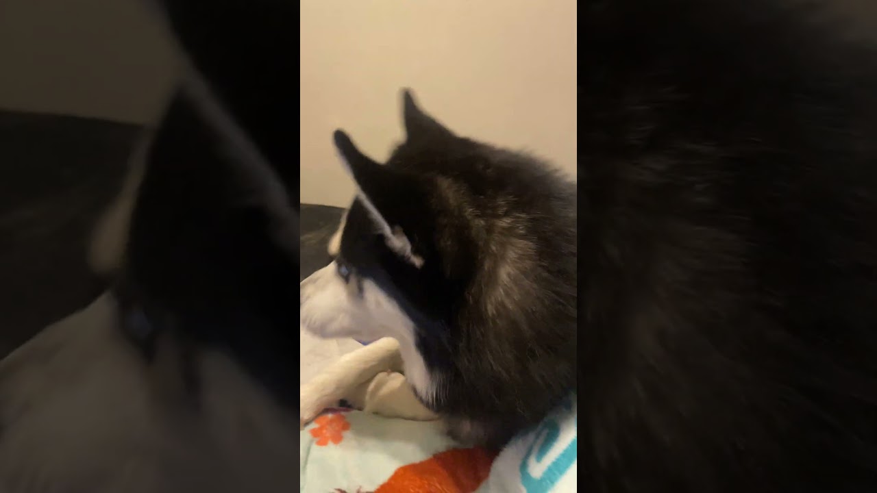 My Husky Uses my Macbook 4K