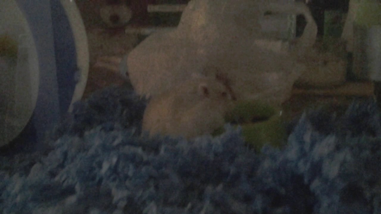 My pet hamster