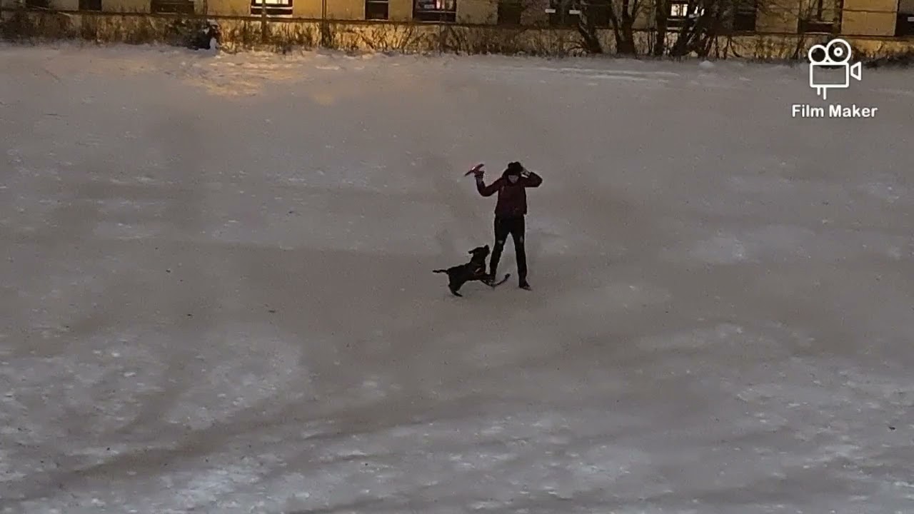 My Staffie Hates My Snow Slider         Staffordshire Bull Terrier  #oslo  #dogs #fun