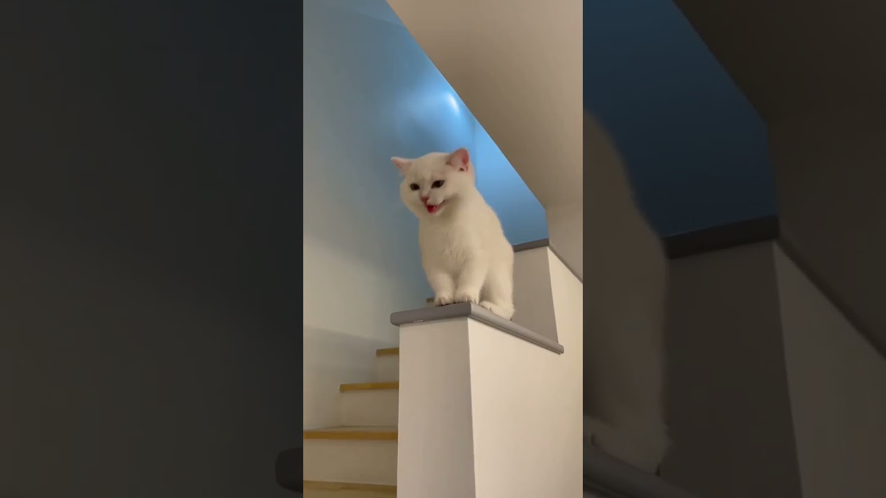 My white cat laughing #shorts