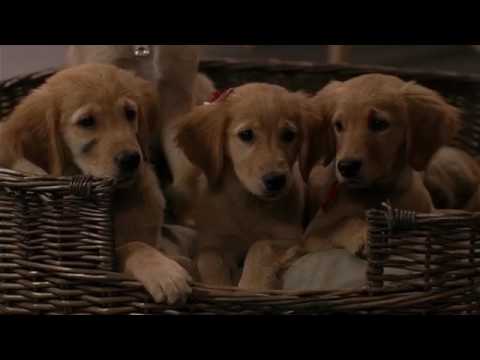 Nagypályás kiskutyák (2006) Air Buddies | Trailer HD