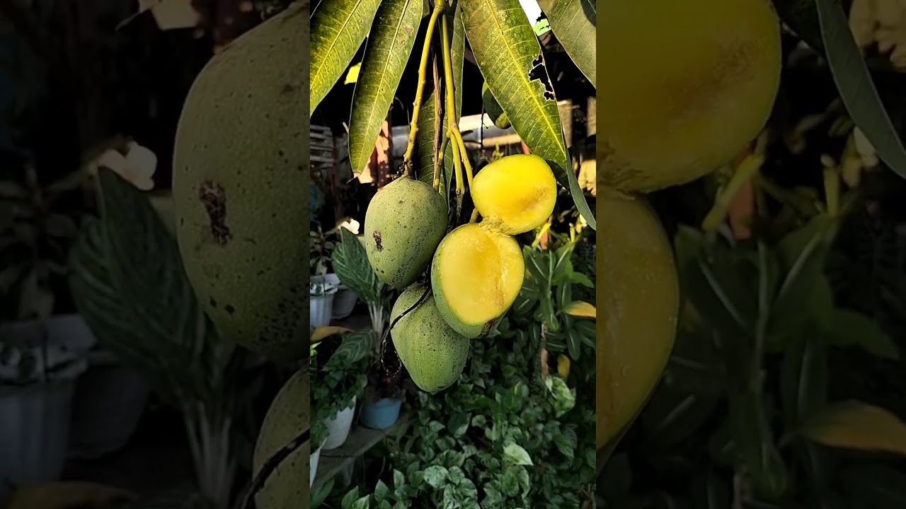 Naked Mango!!! Mangga Telanjang!!! Mantap!!!!