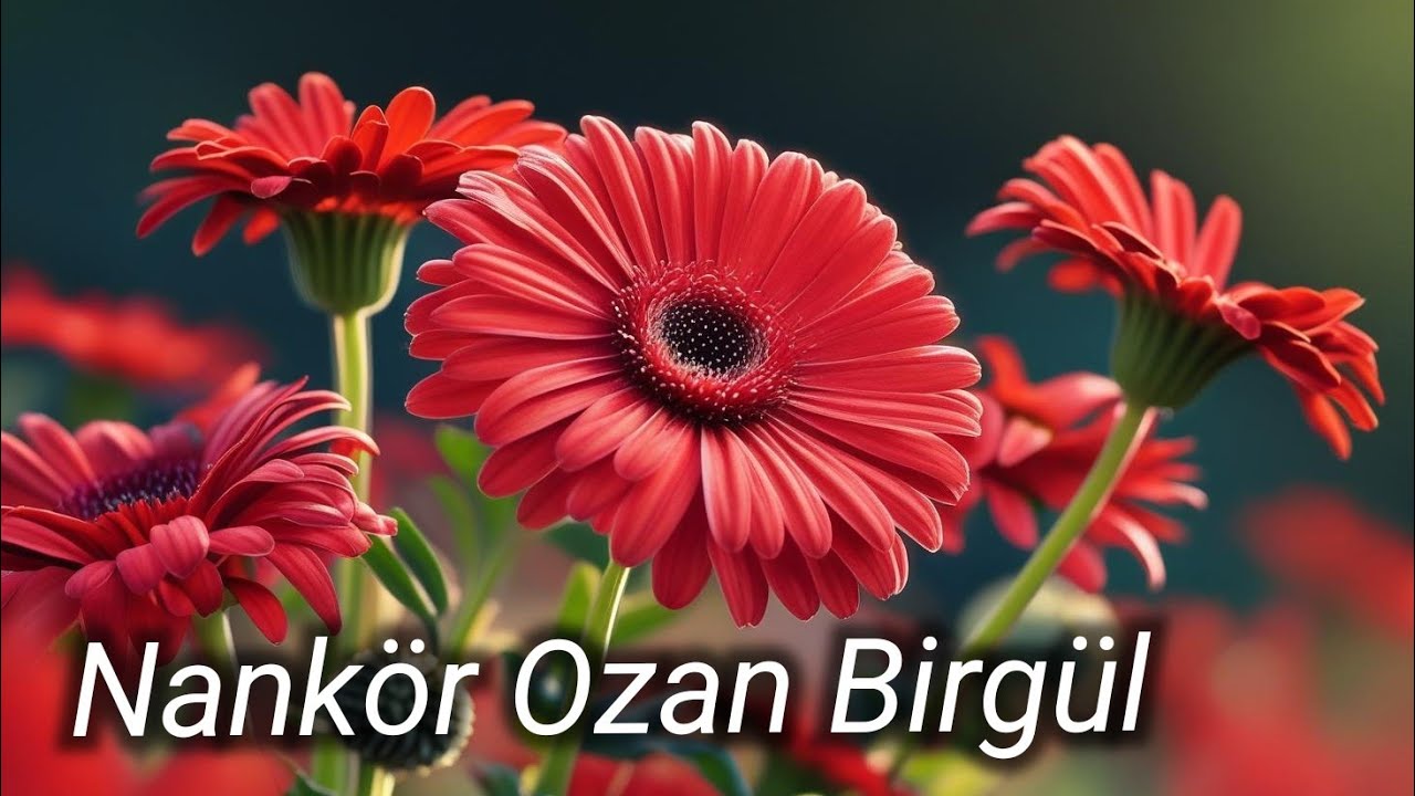 NANKÖR OZAN BİRGÜL YENİ ÇİKAN İLAHİLER