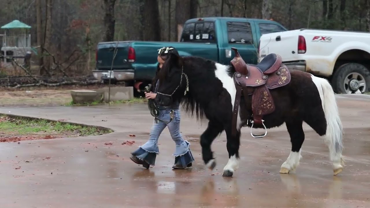 Napoleon pony