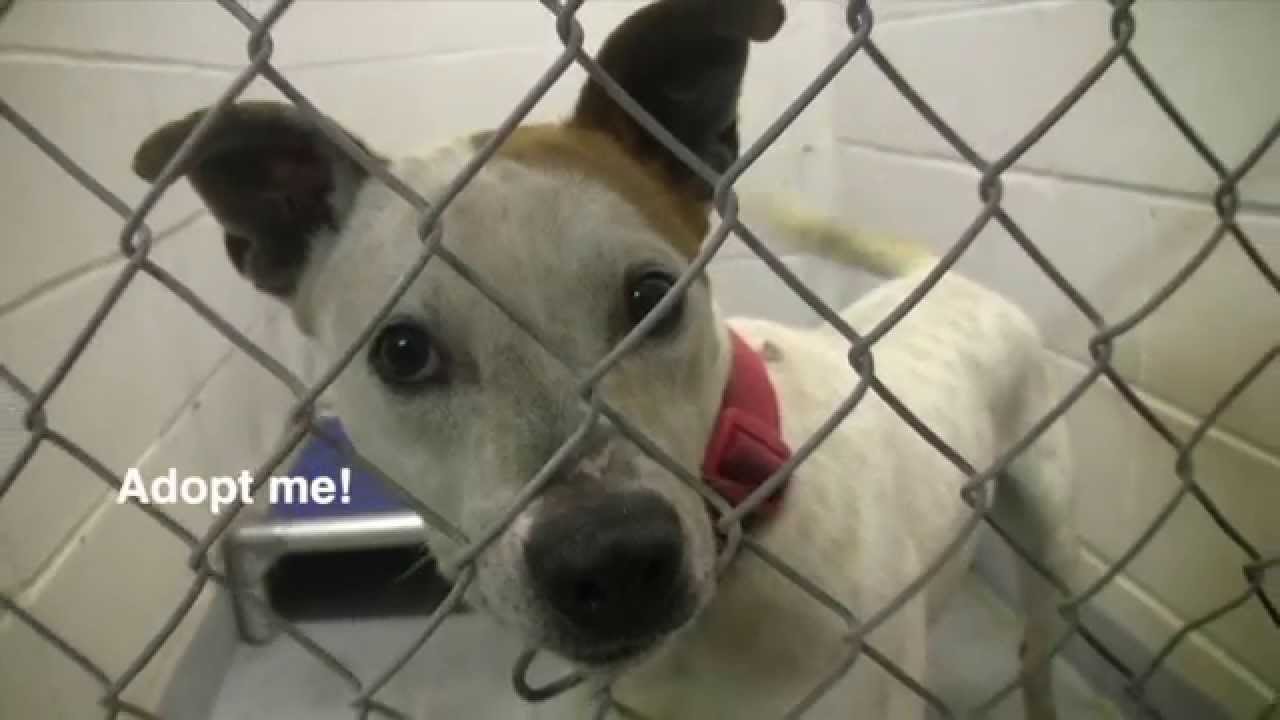 Nationwide Pet Adoption Challenge