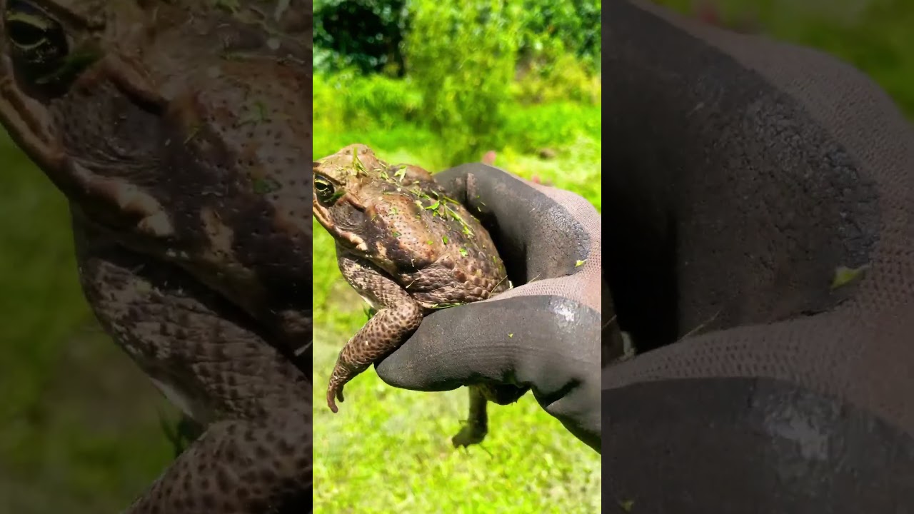 #nature #hawaii #frog