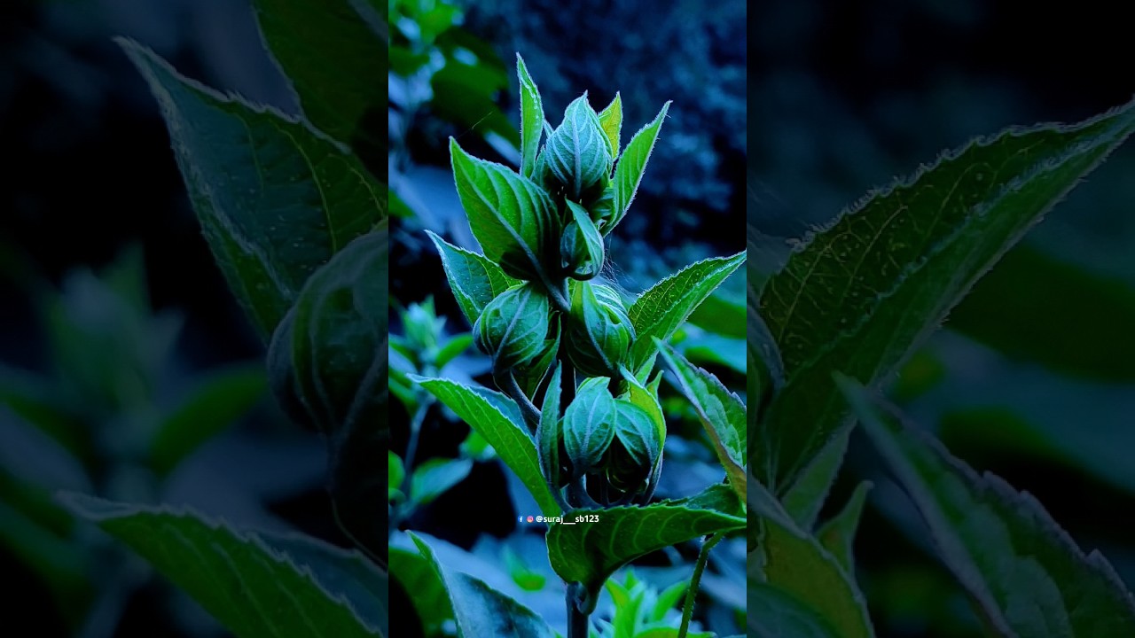 Nature Photography | Like DSLR | Note 10pro #photography #shorts #viral #note10pro