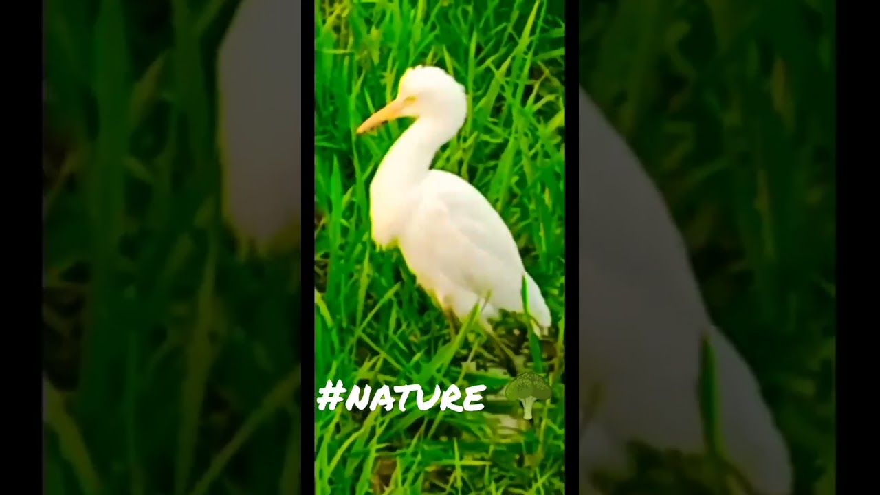#Naturelover#enviroment#faded#hawaii#shorts#english#song#music#instrumental#short#youtubeshorts#yt@1