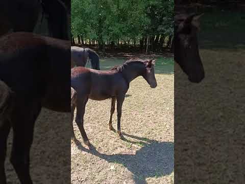 Naughty foal nips his little sister