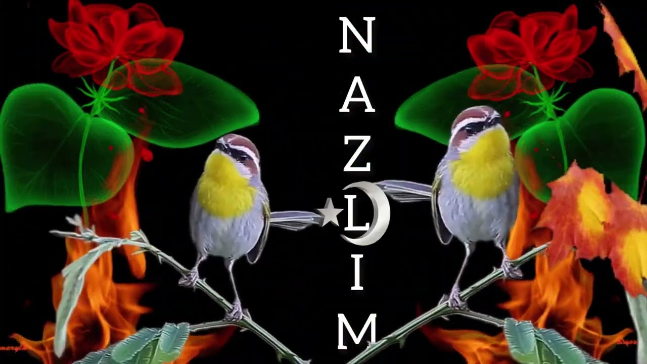 NAZLIM BANA DARGINMISIN✍️🍂🍁
