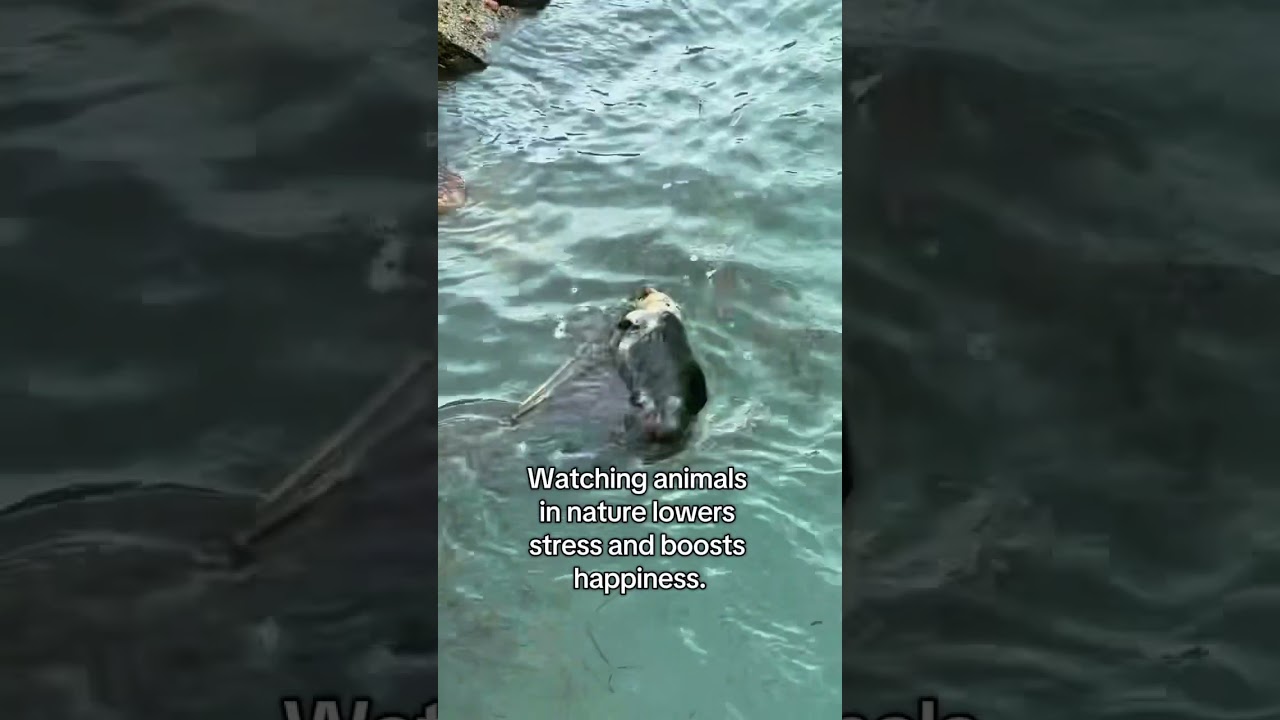 Need a Smile? Watch This. #animals #otter #ocean #sea #mentalhealth #mindfulness #mindset #love