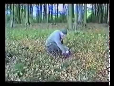 Nemački lovni terijer - Uzgoj, obuka, lovna upotrebljivost