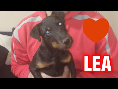 NEMAČKI LOVNI TERIJER💕LEA💕 NAŠ NOVI LJUBIMAC 😚😚💕💕🤗