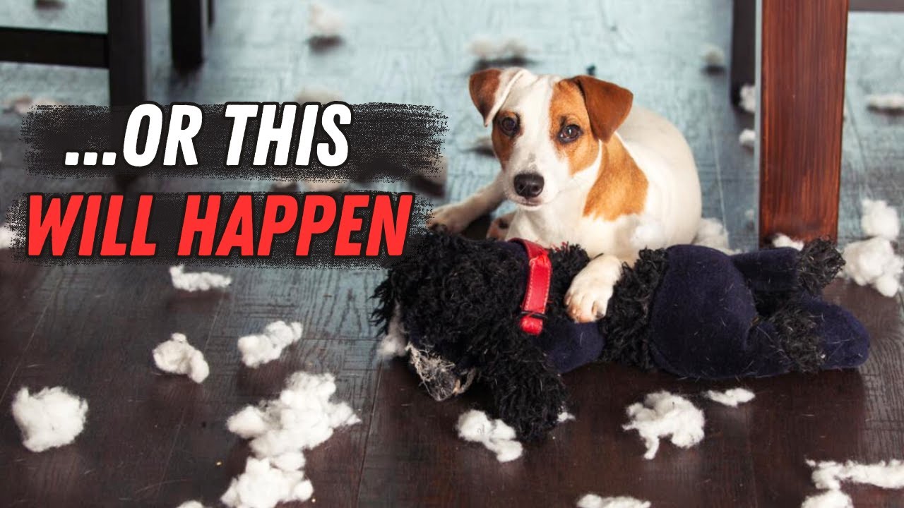 NEVER do these to your Jack Russell (Biggest Mistakes)