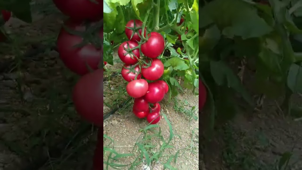 #newfarmerplan #rurallife #tomato #agriculture #vegetables #beautiful #garden #farming #ruralliving