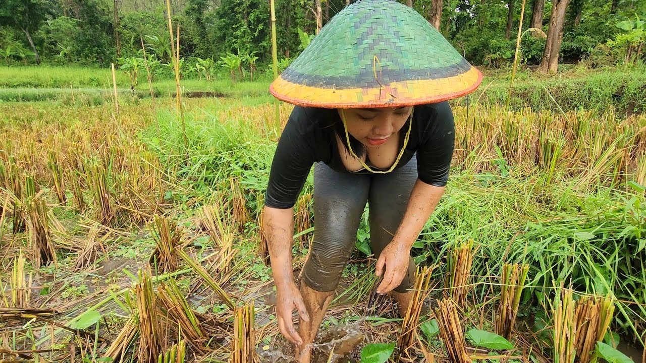 Ngebolang ke sawah cari ikan di guyur hujan deras auto panen ikan