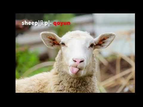 İngilis dilində ev heyvanları (Domestic animals)