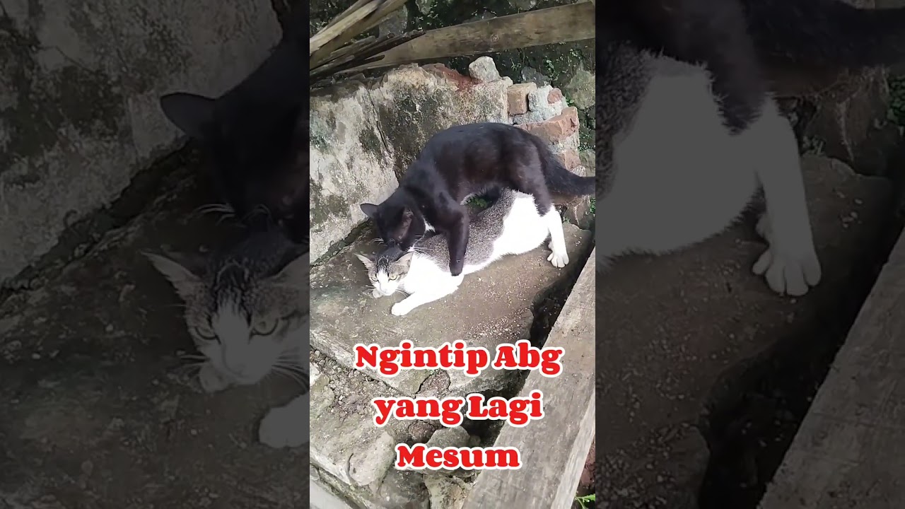Ngintip Abg lagi Mesum #abg #mesum #shortvideo #chatlovers