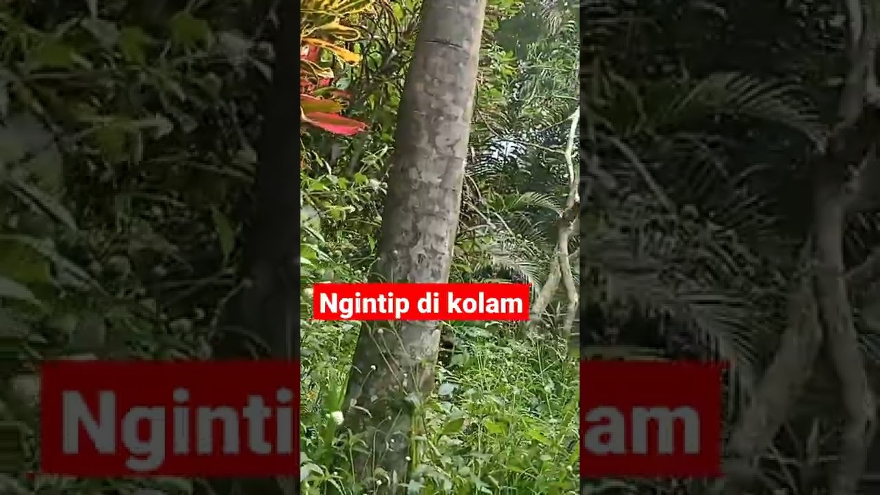ngintip orang mandi di kolam