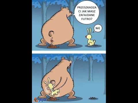 NIEDŹWIEDŹ MICHAŁ WIXA