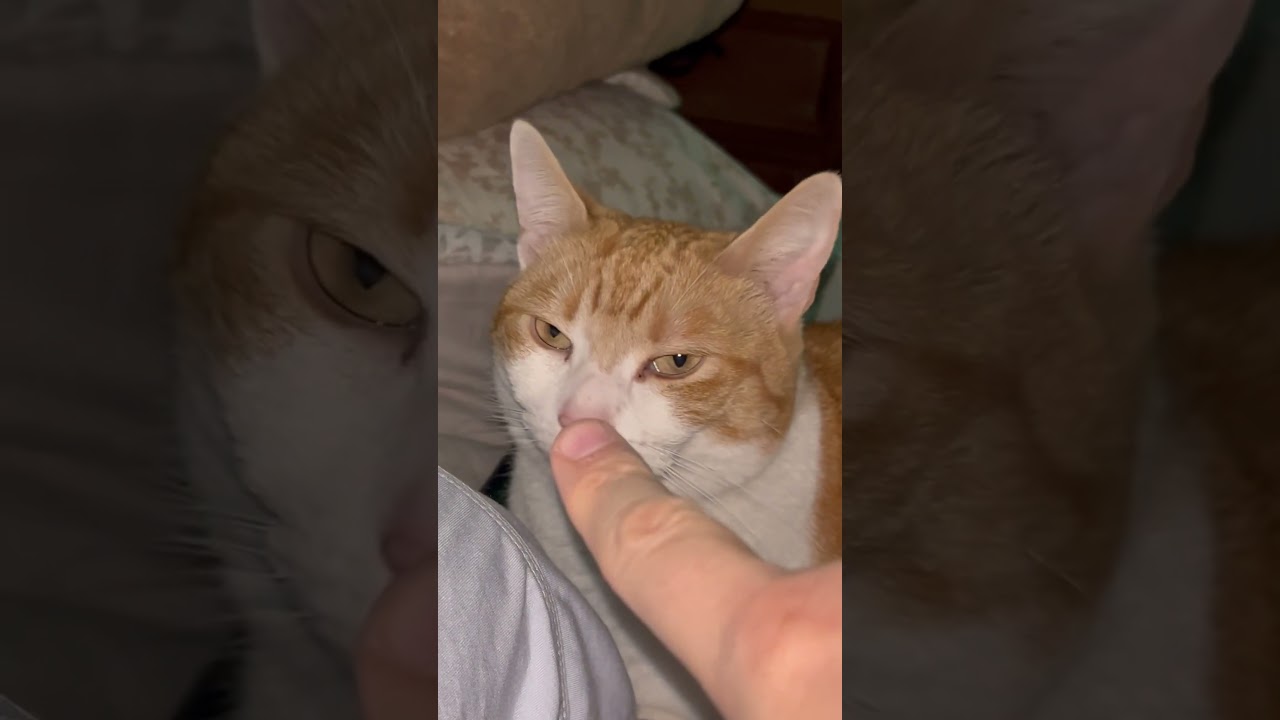 Nighttime ritual 🐈 #cat #catlover #rescue