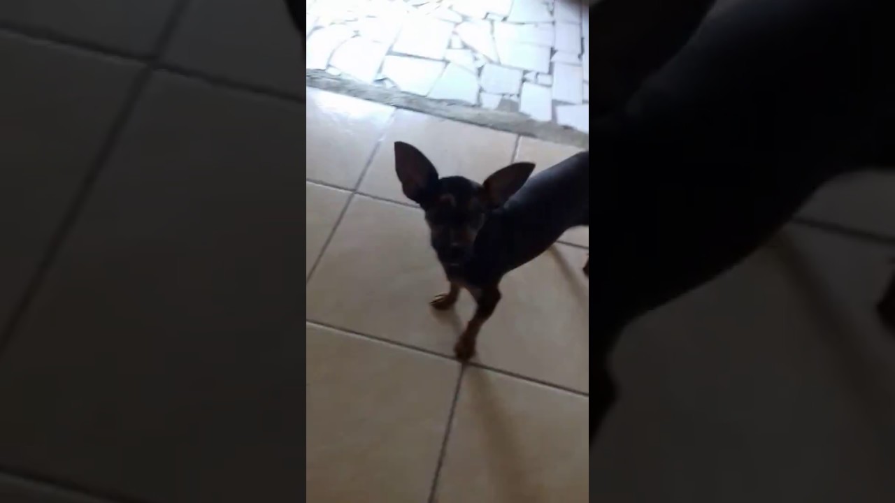 nina dançando